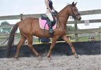 Correcte dressuur KWPN merrie RX gekeurd, Merrie, Gechipt, Dressuurpaard, 3 tot 6 jaar
