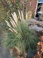 Palmgras 140 cm, Tuin en Terras, Ophalen of Verzenden, Overige soorten, Volle zon