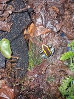 Gifkikkers/phyllobates vittatus, Dieren en Toebehoren, Reptielen en Amfibieën