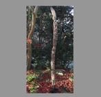 135cm Pora Pora Ceremonie staf PNG (170711-07), Antiek en Kunst, Kunst | Niet-Westerse kunst, Ophalen of Verzenden