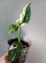 monstera adansonii white variegata, Ophalen of Verzenden, In pot, Halfschaduw, Minder dan 100 cm