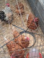 Bruine leg kippen, Meerdere dieren, Kip