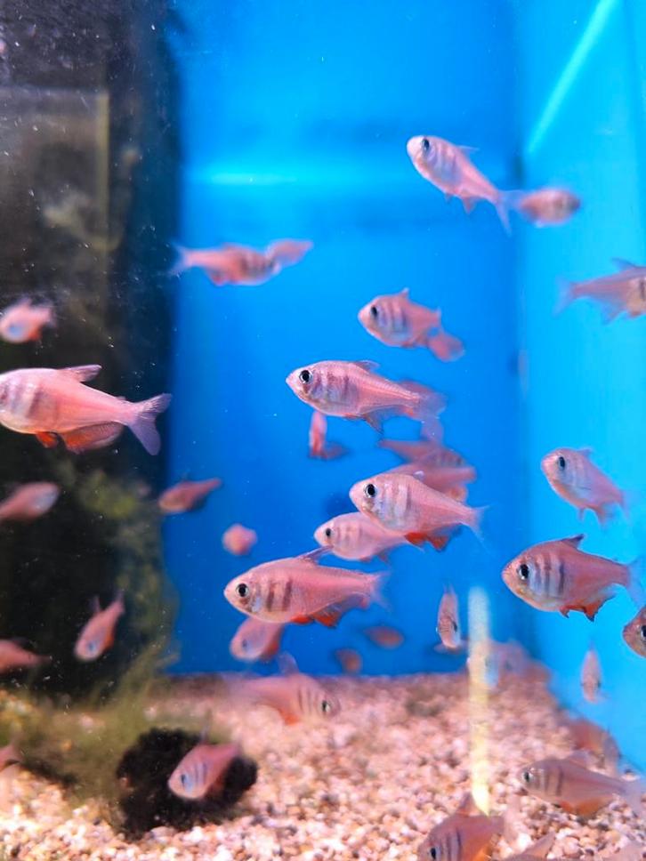 Rode Rio desgewenst bezorgd aan huis, Dieren en Toebehoren, Vissen | Aquariumvissen, Vis