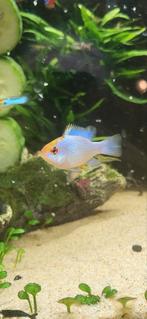 Ramirezi / Antennebaarsje blue electric, Vis