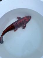 Mooie koi een ingescheurde vin, Karper of Koi