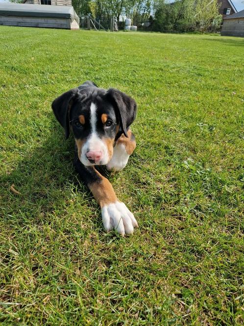 Grote Zwitserse Sennenhond pup - met stamboom, Dieren en Toebehoren, Honden | Dekreuen, Reu, Particulier, Eén hond, Nederland