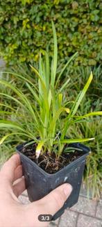 Liriope muscari - Blauwe Leliegras Bodembedekker, Tuin en Terras, Planten | Tuinplanten, Ophalen, Bodembedekkers, Vaste plant