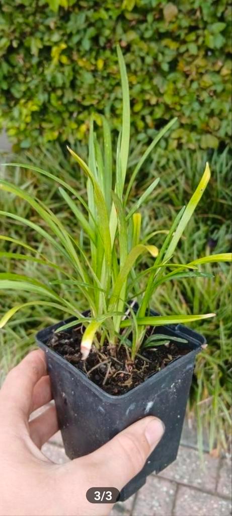 Liriope muscari - Blauwe Leliegras Bodembedekker, Tuin en Terras, Planten | Tuinplanten, Vaste plant, Bodembedekkers, Halfschaduw