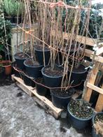 Amanogawa of Japanse sierkers 150 cm boven pot zuilvormig, Tuin en Terras, Planten | Bomen, In pot, Zomer, Zuilboom, Ophalen