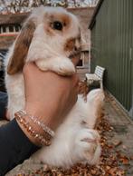 Hangoor konijntjes, Meerdere dieren, Middelgroot, Hangoor, 0 tot 2 jaar