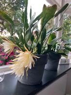 Epiphillums kamerplanten, Ophalen, Overige soorten, Minder dan 100 cm