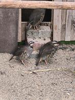 Te koop chukar patrijzen, Dieren en Toebehoren, Meerdere dieren, Gans of Zwaan