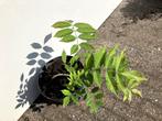 Blauwe regen (jonge stek), Tuin en Terras, Planten | Tuinplanten, Ophalen, Zomer, Klimplanten, Volle zon