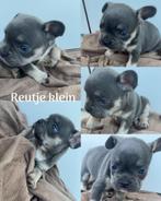 Mooien Bleu Tan bleu Fawn Franse Bulldog pups, 8 tot 15 weken, Geslacht onbekend, Bulldog, Meerdere
