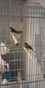 Mooie Harlakijn kanaries zonder kooi iemand interesse, Dieren en Toebehoren, Vogels | Kanaries, Meerdere dieren, Kleurkanarie