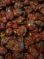 Trinidad Morgu Scorpion Chocolate, Tuin en Terras, Ophalen of Verzenden, Voorjaar, Zaad, Volle zon