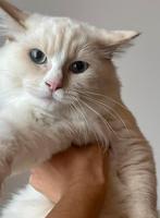Cinnamon mink mitted Ragdoll kater met fokrechten, Dieren en Toebehoren, Katten en Kittens | Raskatten | Langhaar, Kater, Gechipt