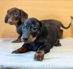 Teckel pups, Dieren en Toebehoren, Honden | Teckels en Dashonden, Nederland, CDV (hondenziekte), 8 tot 15 weken, Korthaar