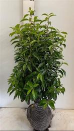 Portugese laurier, prunus lusitanica angustifolia 60-80, Tuin en Terras, Planten | Struiken en Hagen, Ophalen, Laurier, Haag, Minder dan 100 cm