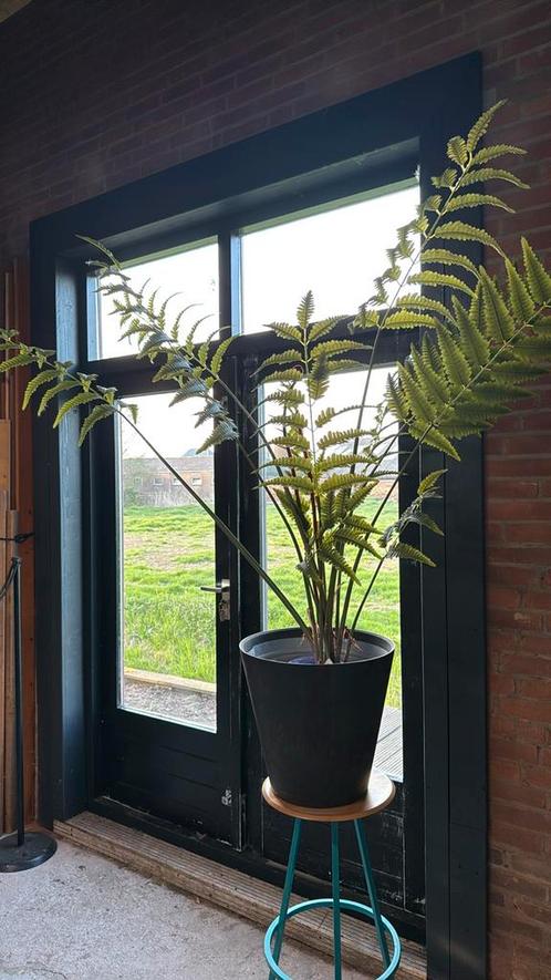 XL kunstvaren kunstplant in antraciet grijze pot, Huis en Inrichting, Kamerplanten, Overige soorten, 150 tot 200 cm, In pot, Ophalen of Verzenden