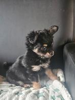Zeer lief Black and tan chihuahua reutje .mag verhuizen ., Dieren en Toebehoren, Reu, 8 tot 15 weken, Eén hond, Chihuahua