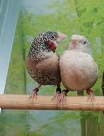 Bandvink koppel(man split bruin, pop split x opaal)., Dieren en Toebehoren, Vogels | Overige Vogels, Meerdere dieren