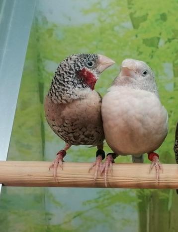 Bandvink koppel(man split bruin, pop split x opaal).  beschikbaar voor biedingen