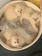 Bliss Ragdoll kittens 🤎 Fawn &cinn.point mink ✨Update 3/9, Meerdere dieren, Ontwormd