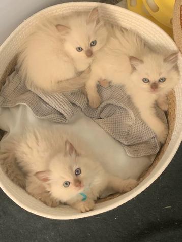 Bliss Ragdoll kittens 🤎 Fawn &cinn.point mink ✨Update 3/9 beschikbaar voor biedingen