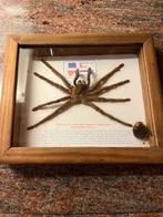 Opgezette vogelspin in lijst, Ophalen, Zo goed als nieuw, Hout, Minder dan 50 cm