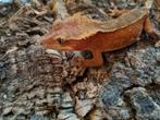 Wimpergekko
Correlophus ciliatus
Nk 23 man red, Hagedis