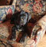 Heel lief meisje! Bordeaux Dog x Cane Corso - 15 weken oud, Overige rassen, 8 tot 15 weken, Teef, Eén hond