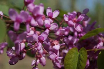Cercis siliquastrum Judasboom paarse bloei blikvanger beschikbaar voor biedingen