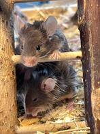 🩵 Hele lieve jonge tamme kleurmuisjes beschikbaar 🐭🩵, Dieren en Toebehoren, Knaagdieren, Mannelijk, Muis, Na 1 juli 2024, Tam