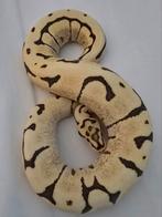 Python regius 0.1, Dieren en Toebehoren, Reptielen en Amfibieën, Slang, 0 tot 2 jaar