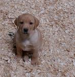 Laatste reu! Prachtige red fox labradors mogen weg, Dieren en Toebehoren, Honden | Retrievers, Spaniëls en Waterhonden, CDV (hondenziekte)