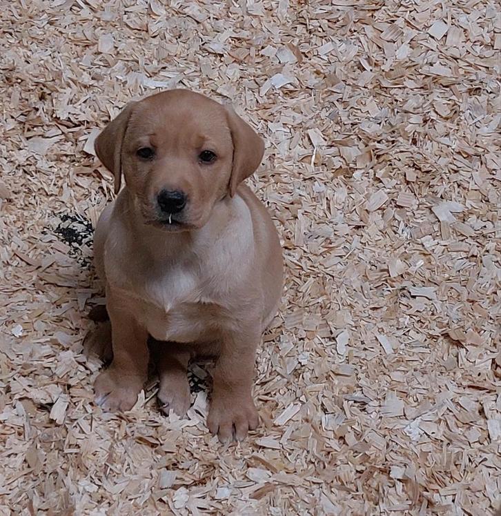 Laatste reu! Prachtige red fox labradors mogen weg, Dieren en Toebehoren, Honden | Retrievers, Spaniëls en Waterhonden, Meerdere dieren