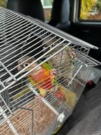 Phyrrura koppel, Dieren en Toebehoren, Vogels | Parkieten en Papegaaien, Meerdere dieren, Parkiet