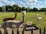Alpaca koppel, alpacas, alpaca merrie, Dieren en Toebehoren, Overige Dieren, Vrouwelijk, Voor 1 juli 2024