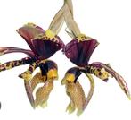 STANHOPEA NIGROVIOLACEA TIGRINA, Tuin en Terras, Ophalen of Verzenden, Overige soorten, Volle zon