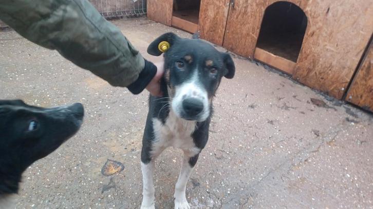 Stoere Bogdan ter adoptie!, Dieren en Toebehoren, Honden | Niet-rashonden, Reu, Particulier, Eén hond, Buitenland, 3 tot 5 jaar