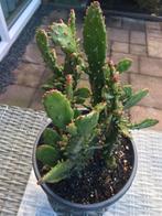 Tekoop Opuntia Monacantha, Ophalen of Verzenden, Overige soorten, Volle zon