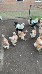 Brahma zalm hennen (tegen de leg aan), Dieren en Toebehoren, Pluimvee, Vrouwelijk, Kip