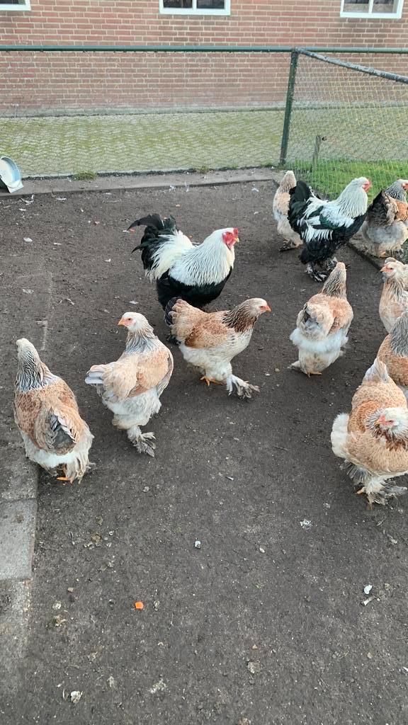Brahma zalm hennen (tegen de leg aan), Dieren en Toebehoren, Pluimvee, Kip, Vrouwelijk