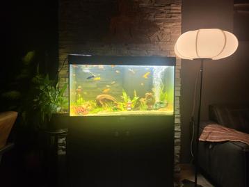 Aquarium inclusief meubel en inhoud  beschikbaar voor biedingen