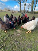 Broedeieren barnevelder goud en blauw dubbelgezoomd, Dieren en Toebehoren, Pluimvee, Geslacht onbekend, Kip