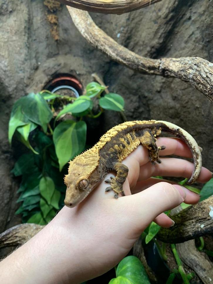 1.0 Harlequin Wimpergekko 1 jaar (Correlophus Ciliatus), Dieren en Toebehoren, Reptielen en Amfibieën, Hagedis, 0 tot 2 jaar