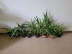 Aloe Vera planten incl. stekjes, Huis en Inrichting, Kamerplanten, Overige soorten, Minder dan 100 cm, Ophalen of Verzenden, Halfschaduw
