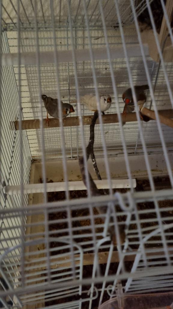 Zeebravinkjes, Dieren en Toebehoren, Vogels | Overige Vogels, Tropenvogel, Meerdere dieren, Tam