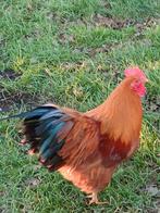 New Hampshire haan, Dieren en Toebehoren, Pluimvee, Mannelijk, Kip